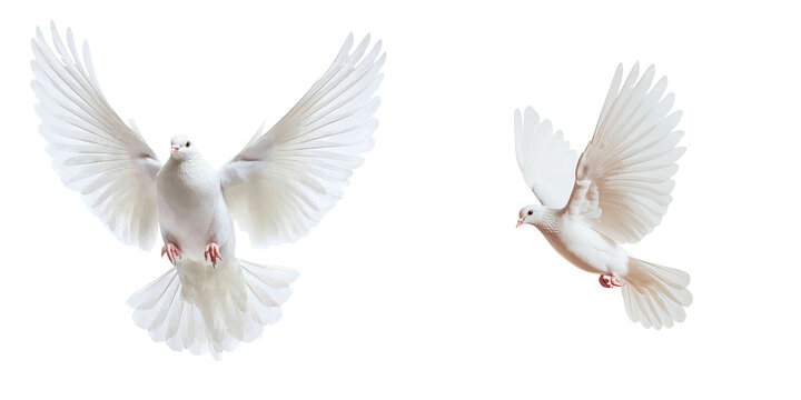 White doves in flight against a minimalist background showcasing their graceful wings and serene presence