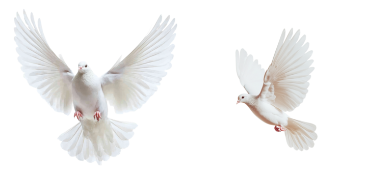 White doves in flight against a minimalist background showcasing their graceful wings and serene presence