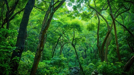 Fototapeta premium A peaceful forest scene with light filtering through the trees.