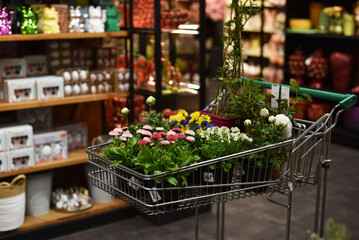 Shop Garden and Vegetable Garden