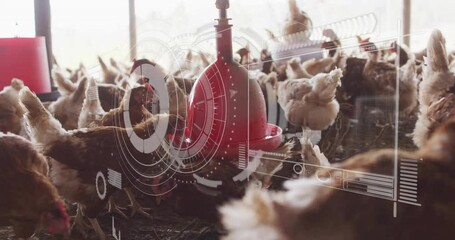 Chickens feeding in barn with digital data processing animation overlay - Powered by Adobe
