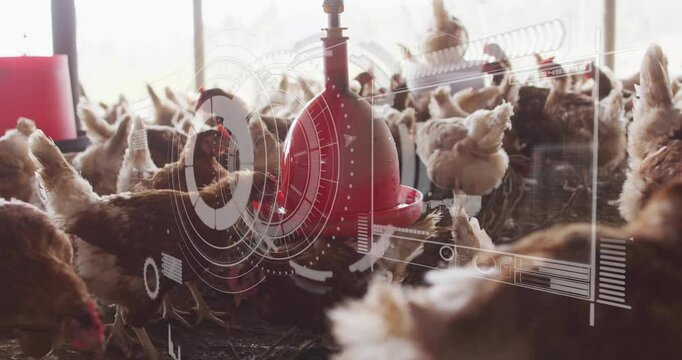 Chickens feeding in barn with digital data processing animation overlay