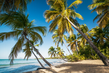 Famous Les Salines beach, Martinique island, Caribbean