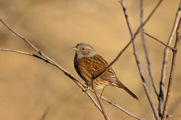 Dunnock sat on a twig bated in morning light
