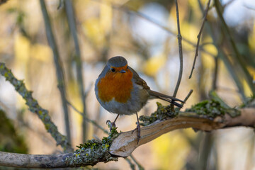 Fototapeta premium Robin perched in a tree on a spring morning.