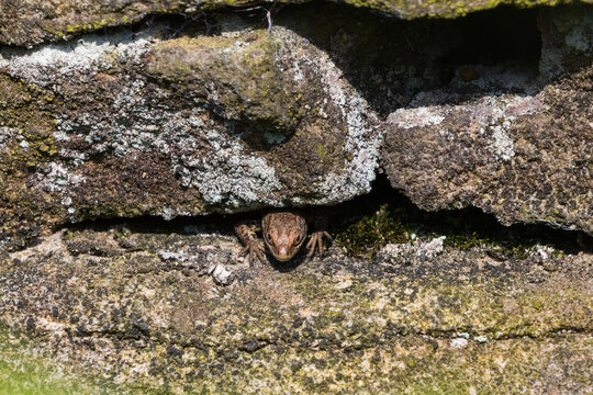 Common Lizard poking its head from a wall.