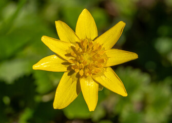 Close up of lesser celandine (Ficaria verna or Ranunculus ficaria) flower in spring