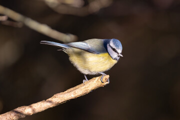 Fototapeta premium Blue Tit perched on the end of a twig.