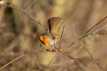 Robin ready to take flight. 