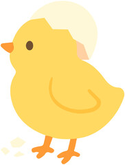 Small Baby Bird and Egg Shell