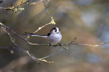 Long Tailed Tit perched on a twig.