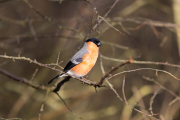 Male Bullfinch perched on a twig on a sunny spring morning, County Durham, England, UK.
