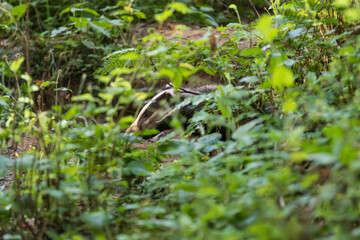 Badger emerging from its sett on a summer evening.