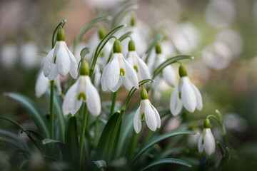 Snowdrop flowers blooming in spring garden, close up view of galanthus nivalis