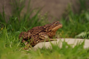  European toad (Bufo bufo) closeup view on spring garden. Due to human activities its rare to seen in wild nature.