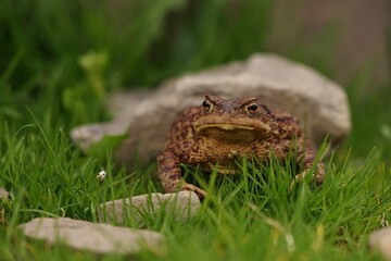  European toad (Bufo bufo) closeup view on spring garden. Due to human activities its rare to seen in wild nature.