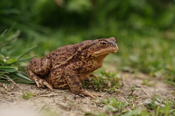  European toad (Bufo bufo) closeup view on spring garden. Due to human activities its rare to seen in wild nature.