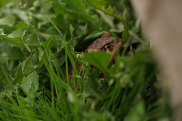  European toad (Bufo bufo) closeup view on spring garden. Due to human activities its rare to seen in wild nature.