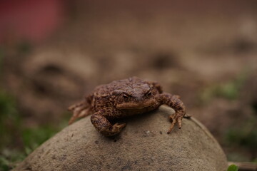  European toad (Bufo bufo) closeup view on spring garden. Due to human activities its rare to seen in wild nature.
