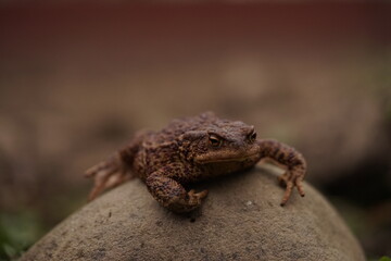  European toad (Bufo bufo) closeup view on spring garden. Due to human activities its rare to seen in wild nature.