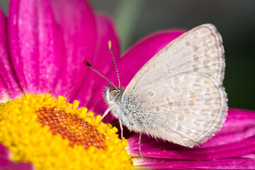Close up of Common grass blue butterfly