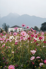 Cosmos field with mountains and building in background on an overcast day