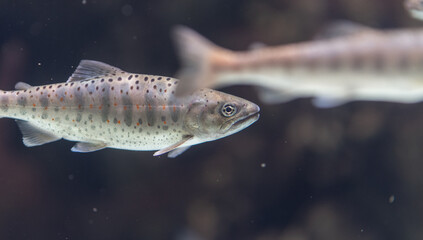 水槽の中を泳ぐ魚