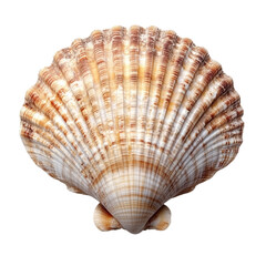 Obraz premium sea shell isolated on white