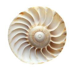 Obraz premium nautilus shell isolated on white