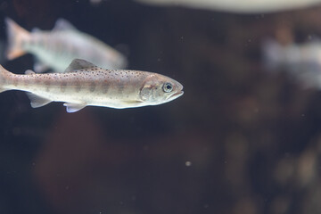 水槽の中を泳ぐ魚