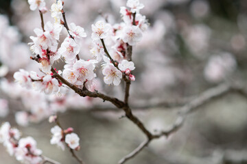 梅の花をマクロレンズで撮影