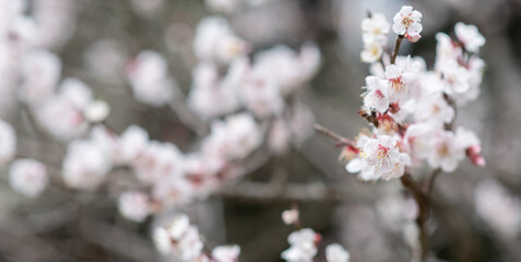 梅の花をマクロレンズで撮影