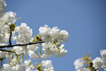 千原桜