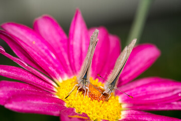 Close up of Common grass blue butterfly