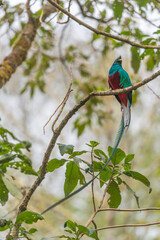 Resplendent Quetzal, Pharomachrus mocinno, from Savegre in Costa Rica with blurred green forest in background. Magnificent sacred green and red bird