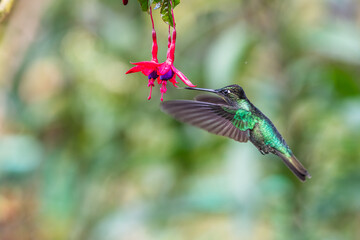 Obraz premium Blue hummingbird Violet Sabrewing flying next to beautiful red flower. Tinny bird fly in jungle. Wildlife in tropic Costa Rica. Two bird sucking nectar from bloom in the forest. Bird behaviour