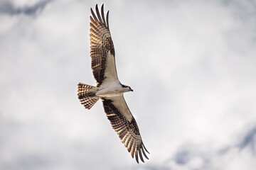 Fischadler im Flug vor bedecktem Himmel