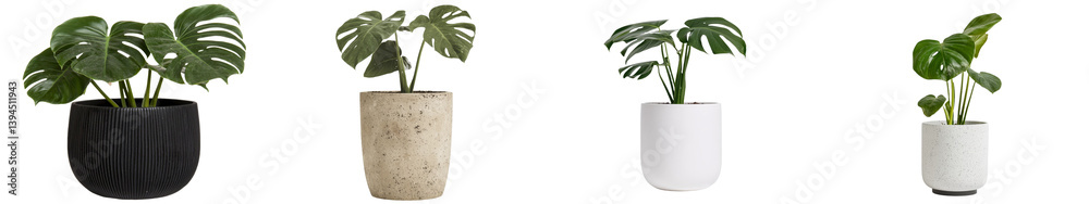 Poster minimalist mockups of indoor plants in different textured pots showcasing a modern aesthetic for int