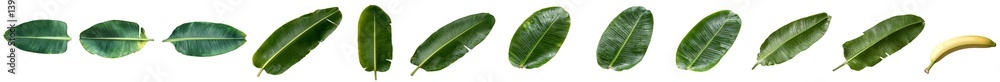 Poster minimalist isolated mockups of various green leaves arranged in a simple line against a white backgr