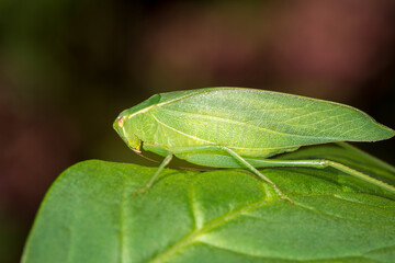 Closeup of a Katydid or bush cricket