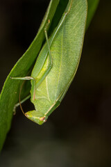 Closeup of a Katydid or bush cricket