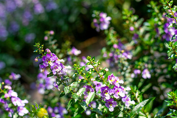 A close-up image of Angelonia goyazensis Benth with selective focus, showcasing vibrant purple Angelonia flowers blooming beautifully in a natural meadow garden.