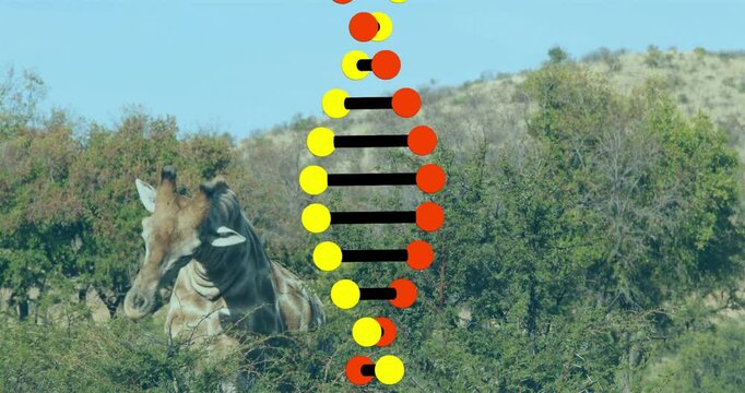Zebra in bush with DNA strand animation overlay in natural setting