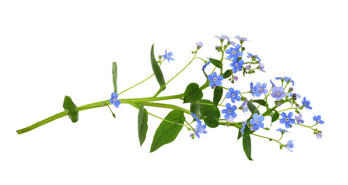 Sprig of blue forget-me-not (brunnera) flowers isolated on white or transparent background