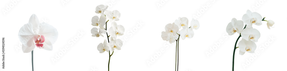 Aufkleber Beautiful minimalist mockups of white orchids displayed in varying arrangements with a clean background