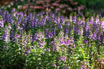 Obraz premium A close-up image of Angelonia goyazensis Benth with selective focus, showcasing vibrant purple Angelonia flowers blooming beautifully in a natural meadow garden.