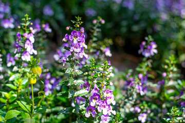 A close-up image of Angelonia goyazensis Benth with selective focus, showcasing vibrant purple Angelonia flowers blooming beautifully in a natural meadow garden.