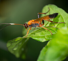 Closeup of Orange Ichneumonid wasp on a leaf