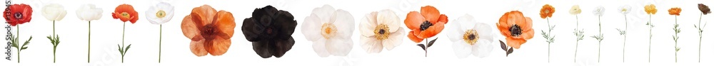Poster collection of isolated minimalist mockups featuring various flowers in vibrant colors and subtle bac