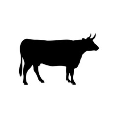 Cow graphic design template vector isolated illustration